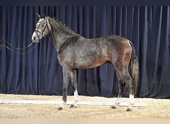 Caballo de salto Oldenburgo, Yegua, 15 años, 165 cm, Castaño