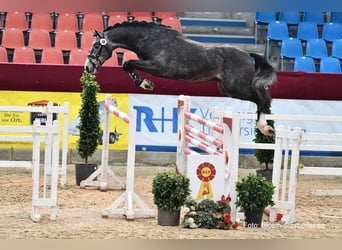 Caballo de salto Oldenburgo, Yegua, 15 años, 165 cm, Castaño