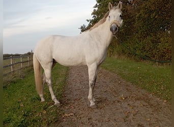 Caballo de salto Oldenburgo, Yegua, 15 años, 169 cm, Tordo