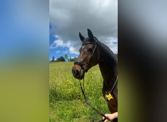 Caballo de salto Oldenburgo, Yegua, 15 años, 170 cm, Castaño oscuro