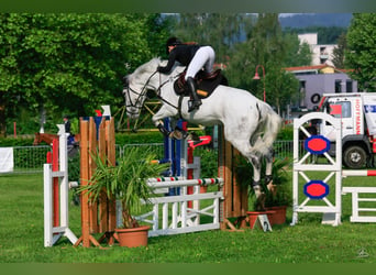 Caballo de salto Oldenburgo, Yegua, 16 años, 169 cm, Tordo