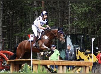 Caballo de salto Oldenburgo, Yegua, 17 años, 165 cm, Castaño