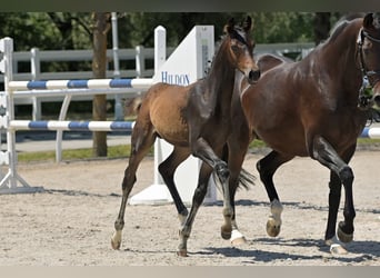 Caballo de salto Oldenburgo, Yegua, 17 años, 165 cm, Castaño oscuro
