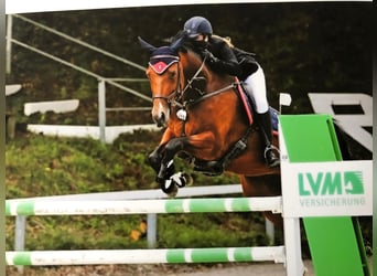Caballo de salto Oldenburgo, Yegua, 17 años, 168 cm, Castaño