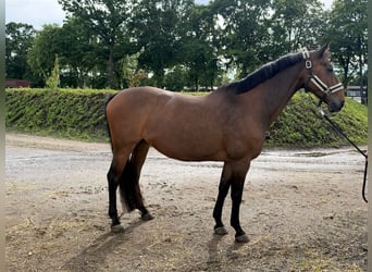 Caballo de salto Oldenburgo, Yegua, 19 años, 167 cm, Castaño
