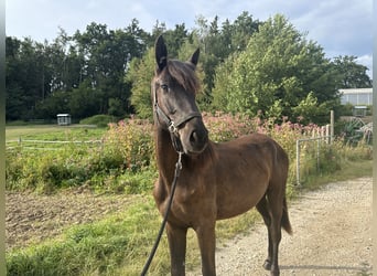 Caballo de salto Oldenburgo, Yegua, 1 año, 140 cm, Morcillo