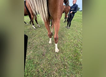 Caballo de salto Oldenburgo, Yegua, 1 año, 157 cm, Castaño