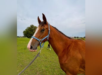 Caballo de salto Oldenburgo, Yegua, 1 año, 157 cm, Castaño