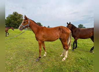 Caballo de salto Oldenburgo, Yegua, 1 año, 157 cm, Castaño