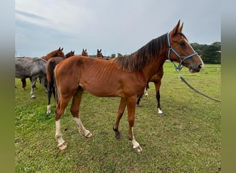 Caballo de salto Oldenburgo, Yegua, 1 año, 157 cm, Castaño