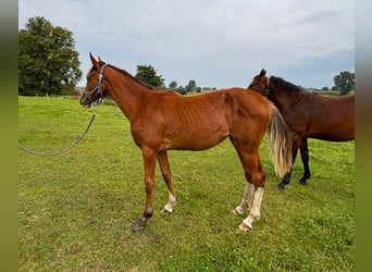 Caballo de salto Oldenburgo, Yegua, 1 año, 157 cm, Castaño