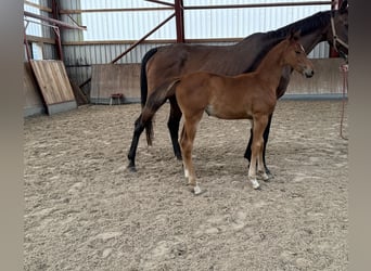 Caballo de salto Oldenburgo, Yegua, 1 año, 167 cm, Castaño