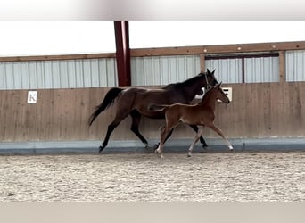 Caballo de salto Oldenburgo, Yegua, 1 año, 167 cm, Castaño