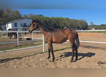 Caballo de salto Oldenburgo, Yegua, 1 año, 168 cm, Castaño