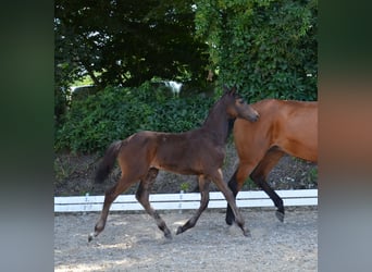 Caballo de salto Oldenburgo, Yegua, 1 año, 170 cm, Castaño oscuro