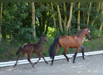 Caballo de salto Oldenburgo, Yegua, 1 año, 170 cm, Castaño oscuro