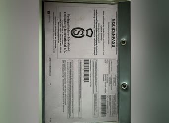 Caballo de salto Oldenburgo, Yegua, 1 año, 170 cm, Castaño rojizo