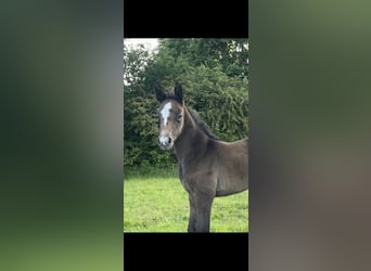 Caballo de salto Oldenburgo, Yegua, 1 año, 170 cm, Musgo