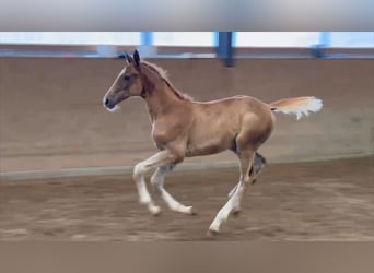Caballo de salto Oldenburgo, Yegua, 1 año, Alazán-tostado