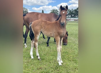 Caballo de salto Oldenburgo, Yegua, 1 año, Castaño