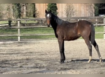 Caballo de salto Oldenburgo, Yegua, 1 año, Castaño oscuro