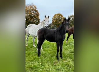 Caballo de salto Oldenburgo, Yegua, 1 año, Castaño oscuro