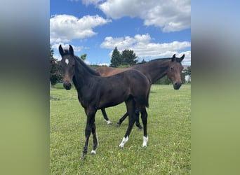 Caballo de salto Oldenburgo, Yegua, 1 año, Morcillo