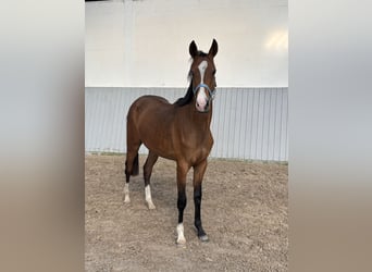 Caballo de salto Oldenburgo Mestizo, Yegua, 2 años, 157 cm, Castaño