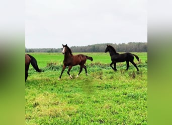 Caballo de salto Oldenburgo, Yegua, 2 años, 162 cm, Castaño