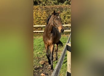 Caballo de salto Oldenburgo, Yegua, 2 años, 168 cm, Castaño oscuro