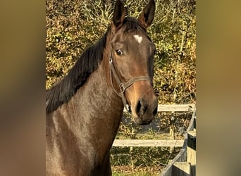 Caballo de salto Oldenburgo, Yegua, 2 años, 168 cm, Castaño oscuro