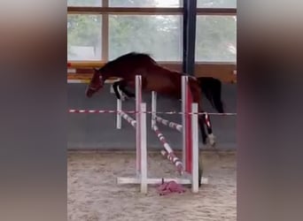 Caballo de salto Oldenburgo, Yegua, 2 años, 169 cm, Castaño