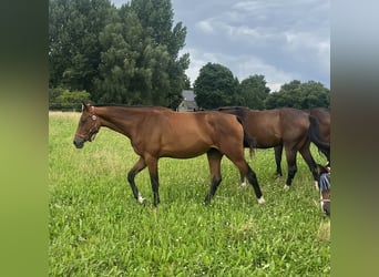 Caballo de salto Oldenburgo, Yegua, 2 años, 169 cm, Castaño