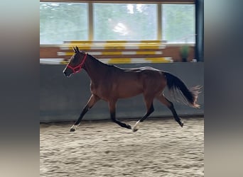 Caballo de salto Oldenburgo, Yegua, 2 años, 169 cm, Castaño