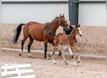 Caballo de salto Oldenburgo, Yegua, 2 años, 169 cm, Castaño rojizo