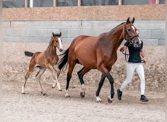 Caballo de salto Oldenburgo, Yegua, 2 años, 169 cm, Castaño rojizo