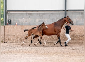 Caballo de salto Oldenburgo, Yegua, 2 años, 169 cm, Castaño rojizo