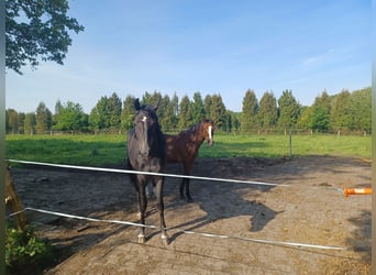 Caballo de salto Oldenburgo, Yegua, 2 años, 170 cm, Tordo