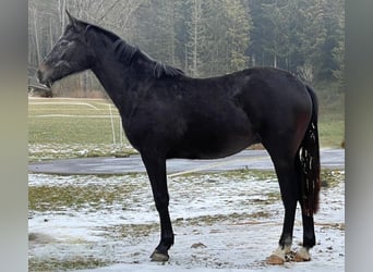 Caballo de salto Oldenburgo, Yegua, 2 años, 172 cm, Tordillo negro