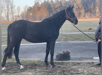 Caballo de salto Oldenburgo, Yegua, 2 años, 172 cm, Tordillo negro