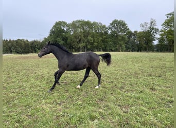 Caballo de salto Oldenburgo, Yegua, 2 años, 172 cm, Tordillo negro