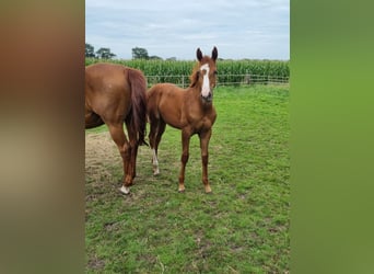 Caballo de salto Oldenburgo, Yegua, 2 años, Alazán