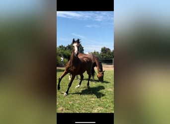 Caballo de salto Oldenburgo, Yegua, 2 años, Castaño