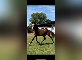 Caballo de salto Oldenburgo, Yegua, 2 años, Castaño