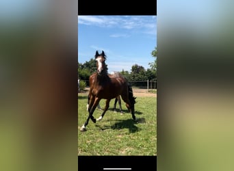 Caballo de salto Oldenburgo, Yegua, 2 años, Castaño