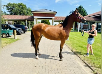 Caballo de salto Oldenburgo, Yegua, 2 años, Castaño