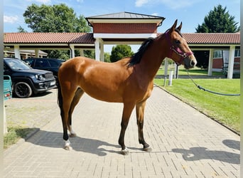 Caballo de salto Oldenburgo, Yegua, 2 años, Castaño