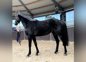 Caballo de salto Oldenburgo, Yegua, 3 años, 152 cm, Castaño