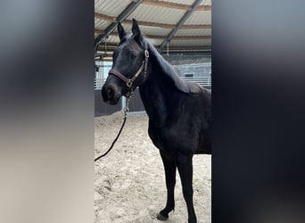 Caballo de salto Oldenburgo, Yegua, 3 años, 152 cm, Castaño