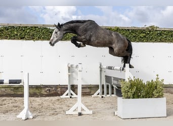 Caballo de salto Oldenburgo, Yegua, 3 años, 159 cm, Tordo